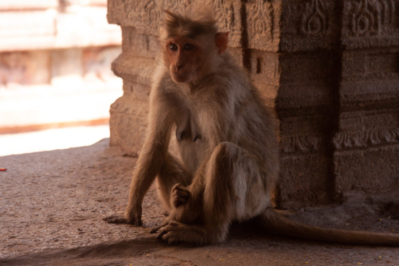 Monkey Virupaksh temple Hampi