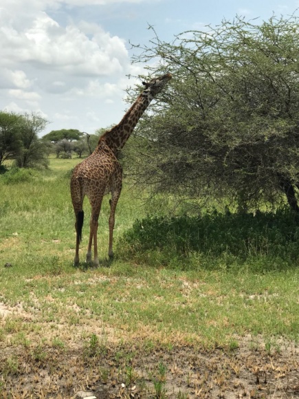 foto-safari-tanzania-2