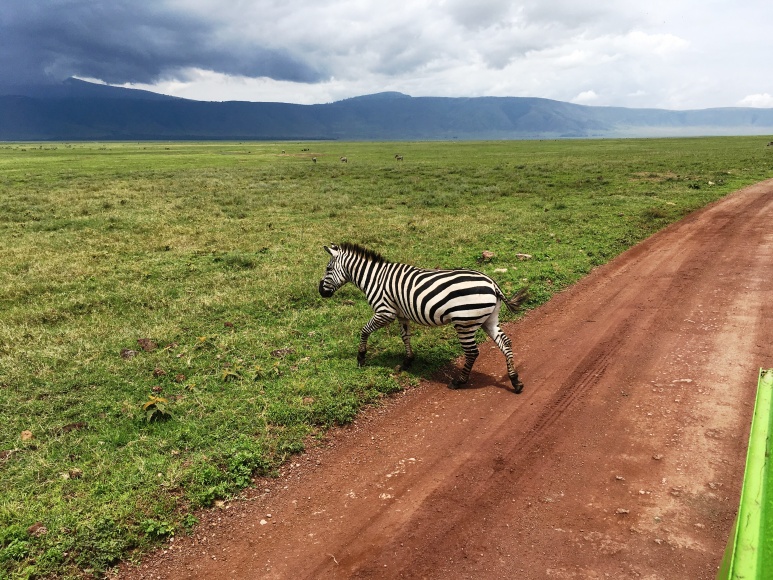 foto-safari-tanzania-7